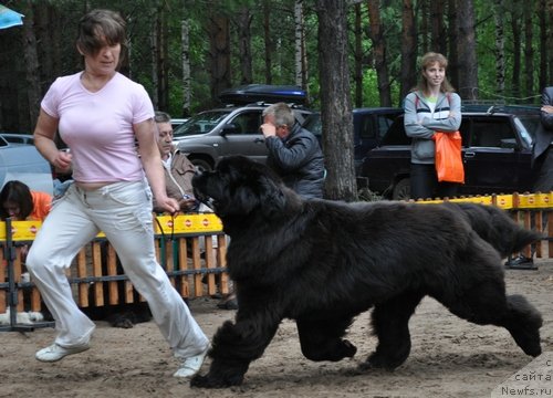 Фото: ньюфаундленд Ivan Tsarevich iz Tihogo Omuta (Иван Царевич из Тихого Омута)