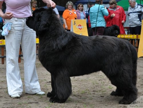Фото: ньюфаундленд Ivan Tsarevich iz Tihogo Omuta (Иван Царевич из Тихого Омута)