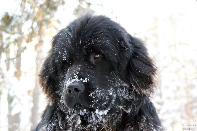 Фото: ньюфаундленд Ygan s Toyanova Gorodka (Юган с Тоянова Городка)