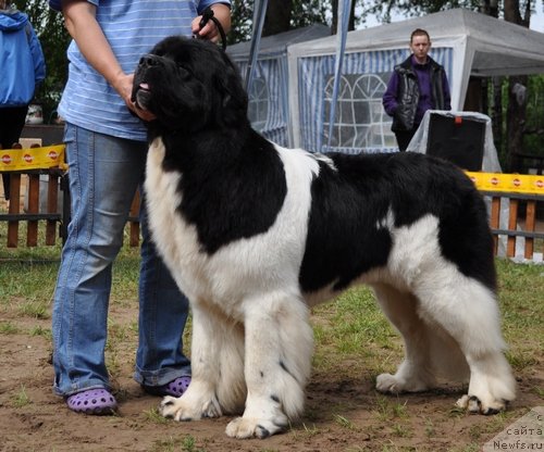 Фото: ньюфаундленд Super Premium Zheneva (Супер Премиум Женева)