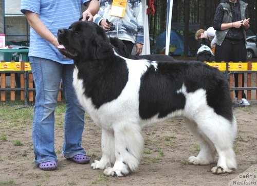 Фото: ньюфаундленд Super Premium Zheneva (Супер Премиум Женева)