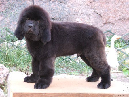 Фото: ньюфаундленд Plushevaya Panda Universalnyj Mischka (Плюшевая Панда Универсальный Мишка)