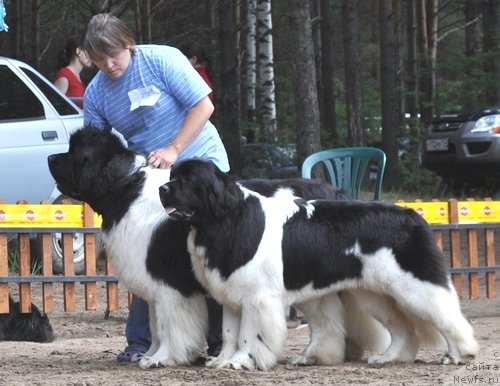 Фото: ньюфаундленд Super Premium Zhodo Ferolli (Супер Премиум Жодо Феролли), ньюфаундленд Super Premium Zheneva (Супер Премиум Женева)