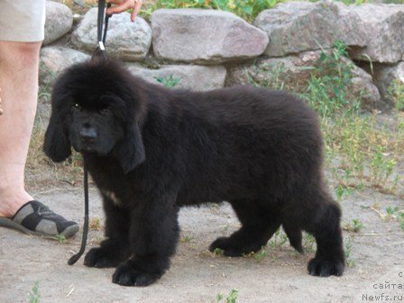 Фото: ньюфаундленд Plushevaya Panda Urmas (Плюшевая Панда Урмас)