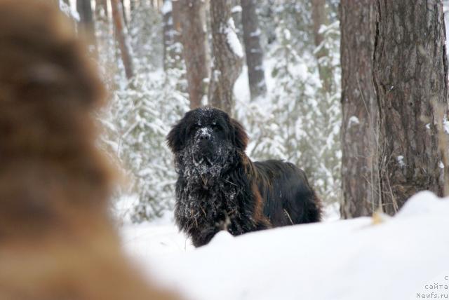 Фото: ньюфаундленд Ygan s Toyanova Gorodka (Юган с Тоянова Городка)