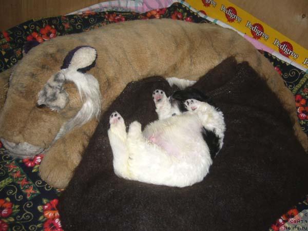 Фото: ньюфаундленд Super Bizon Baton (Супер Бизон Батон)