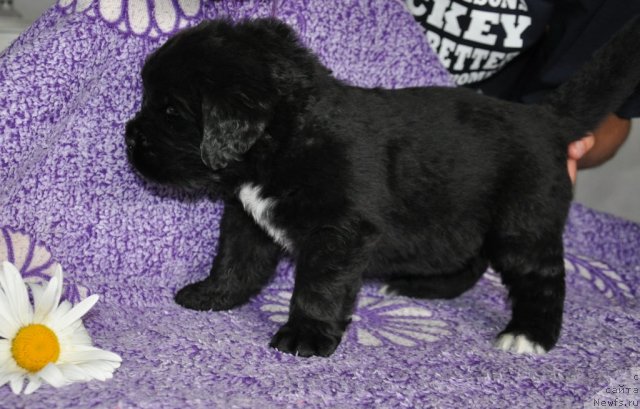 Фото: ньюфаундленд Kara Aular Billy Boy (Кара Аюлар Билли Бой)