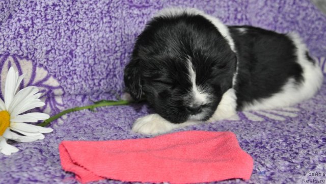 Фото: ньюфаундленд Kara Aular Beautiful Krshetckka Taira (Кара Аюлар Бьютифул Крошечка Таира)