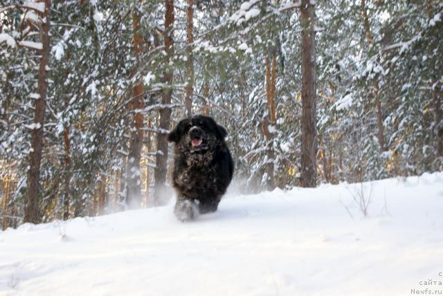 Фото: ньюфаундленд Ygan s Toyanova Gorodka (Юган с Тоянова Городка)