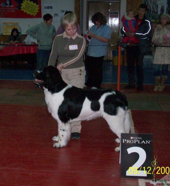 Фото: ньюфаундленд Mag Ispolin Infanta (Маг Исполин Инфанта), Elena Gorbunova (Елена Горбунова)