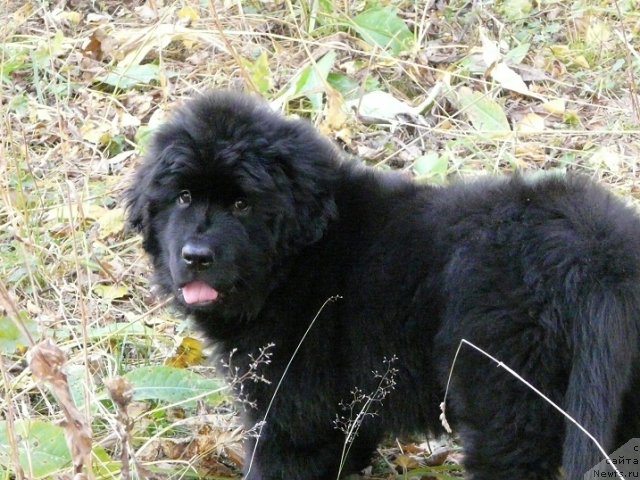 Фотография № 72738