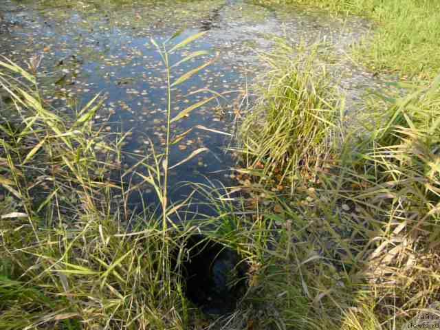 Фото: ньюфаундленд N'yufort N'yord Royal Flyesh (Ньюфорт Ньёрд Роял Флэш)