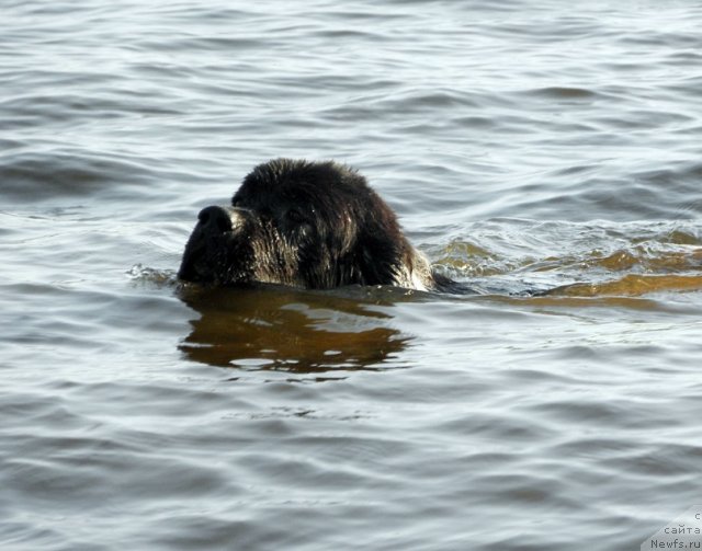 Фото: ньюфаундленд Starbimovlav Gardemarin (Старбимовлав Гардемарин)