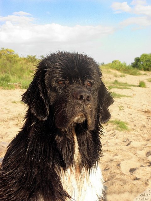 Фото: ньюфаундленд Starbimovlav Gardemarin (Старбимовлав Гардемарин)