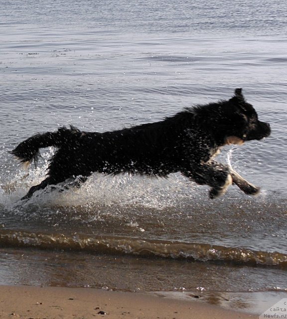 Фото: ньюфаундленд Starbimovlav Gardemarin (Старбимовлав Гардемарин)