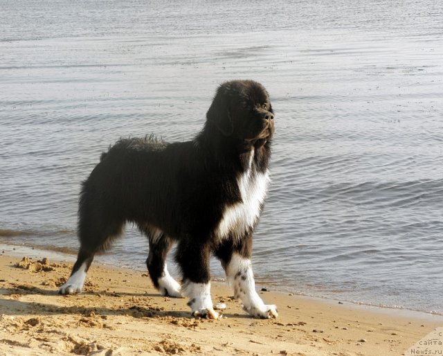 Фото: ньюфаундленд Starbimovlav Gardemarin (Старбимовлав Гардемарин)