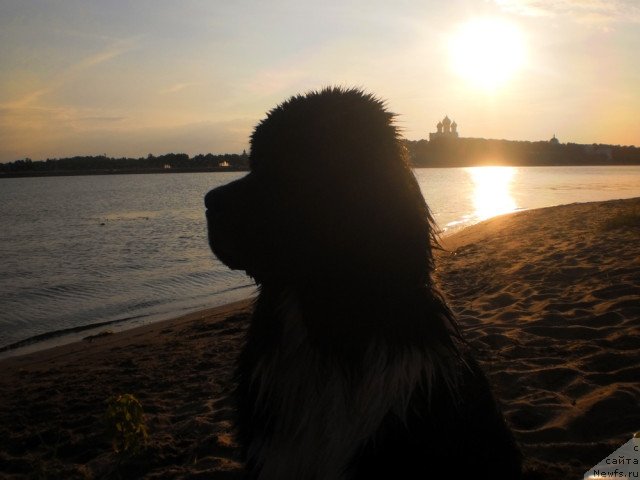 Фото: ньюфаундленд Starbimovlav Gardemarin (Старбимовлав Гардемарин)