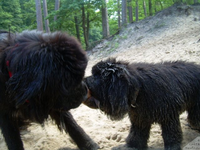 Фото: ньюфаундленд Velyke Malyatko Yaskrava Usmishka, ньюфаундленд Beguschaya po Volnam Zodiak (Бегущая по Волнам Зодиак)