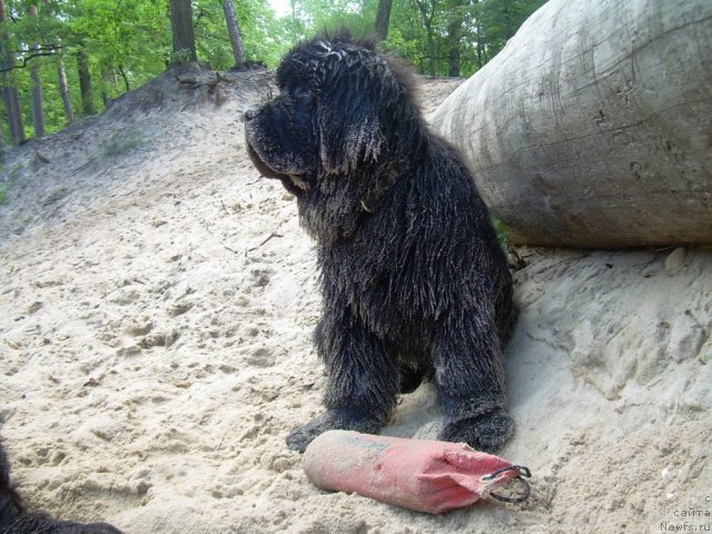 Фото: ньюфаундленд Beguschaya po Volnam Zodiak (Бегущая по Волнам Зодиак)
