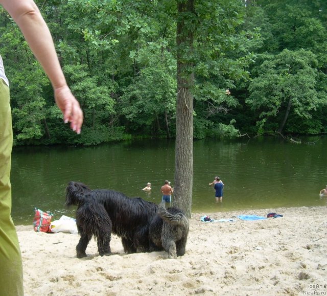 Фото: ньюфаундленд Velyke Malyatko Yaskrava Usmishka, ньюфаундленд Beguschaya po Volnam Zodiak (Бегущая по Волнам Зодиак)