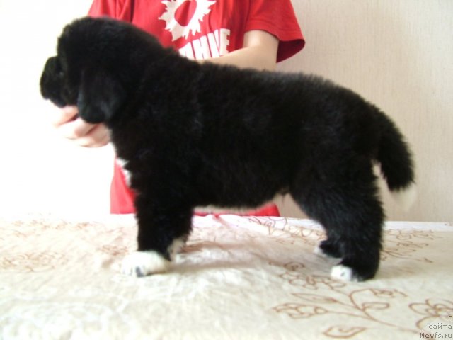 Фото: щенок Лавины и Дуенде