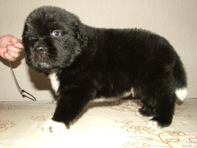 Фото: щенок Лавины и Дуенде