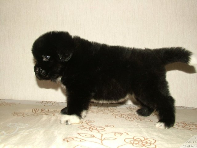 Фото: щенок Лавины и Дуенде