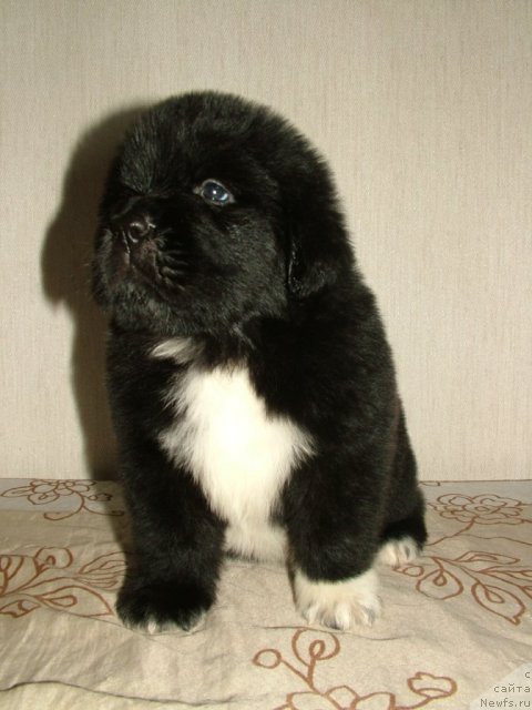 Фото: щенок Лавины и Дуенде