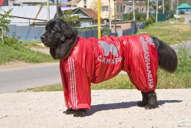 Фото: ньюфаундленд YUnona (Юнона)