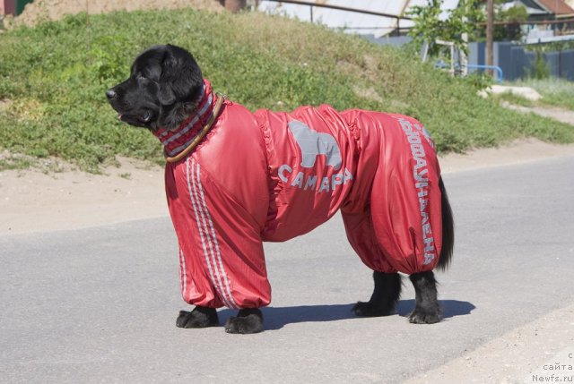 Фото: ньюфаундленд YUnona (Юнона)