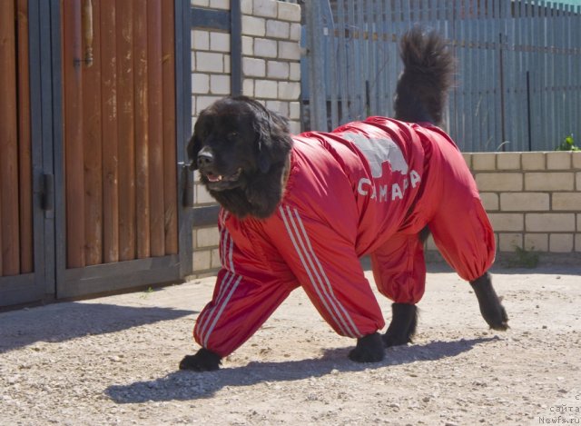 Фото: ньюфаундленд YUnona (Юнона)