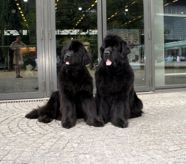 Фото: ньюфаундленд Skippers Only You for Smigar, ньюфаундленд Fairweathers Rare and Precious