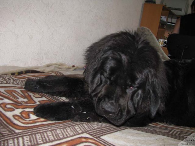 Фото: Svetlana Vasil'chuk (Светлана Васильчук), ньюфаундленд Transatlantika Nuo Ozo Kalvu