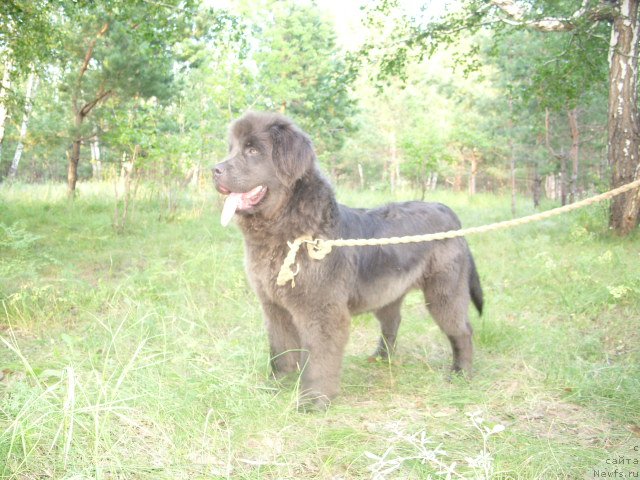 Фото: ньюфаундленд Akvamarinovaya Krasotka dlya Marleon (Аквамариновая Красотка для Марлеон)