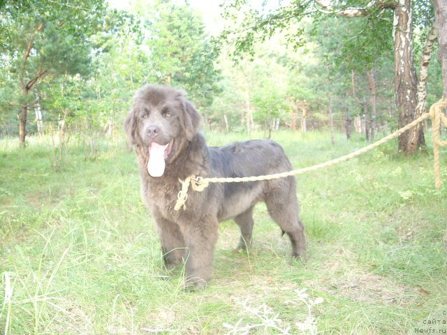 Фото: ньюфаундленд Akvamarinovaya Krasotka dlya Marleon (Аквамариновая Красотка для Марлеон)