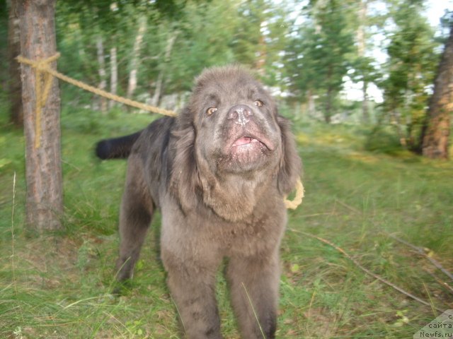 Фото: ньюфаундленд Akvamarinovaya Krasotka dlya Marleon (Аквамариновая Красотка для Марлеон)