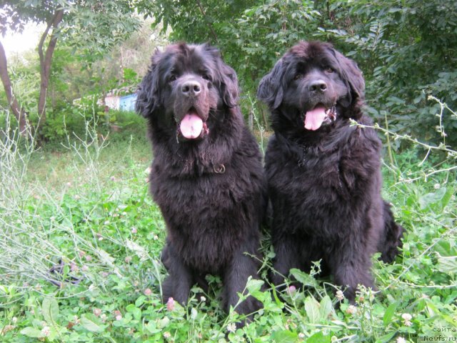 Фото: ньюфаундленд Jenev'ev Garni Ledyen (Женевьев Гарни Ледэн), ньюфаундленд Sent Djons Ulla for Kara Ayular (Сент Джонс Улла для Кара Аюлар)