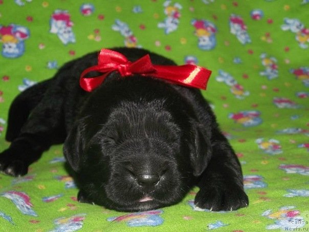 Фото: ньюфаундленд Povelitel' Velikih Ozer (Повелитель Великих Озер)