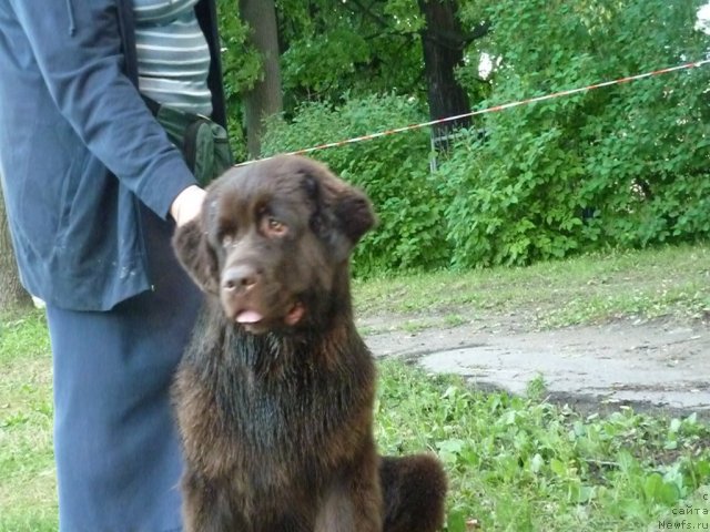 Фото: ньюфаундленд Fann'yuf Aurika Abissiniya (Фанньюф Аурика Абиссиния)