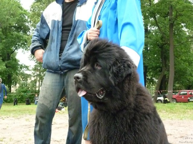 Фото: ньюфаундленд Funnewf Uletnaya Devchenka (Фанньюф Улетная Девчонка)