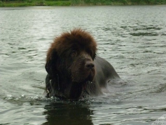 Фото: ньюфаундленд Funnewf Gospozha Udacha (Фанньюф Госпожа Удача)