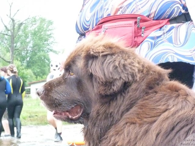 Фото: ньюфаундленд Smigar Rishel Lady Fortuna (Смигар Ришель Леди Фортуна)