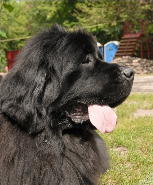 Фото: ньюфаундленд Grand Byebi Ariadna (Гранд Бэби Ариадна)