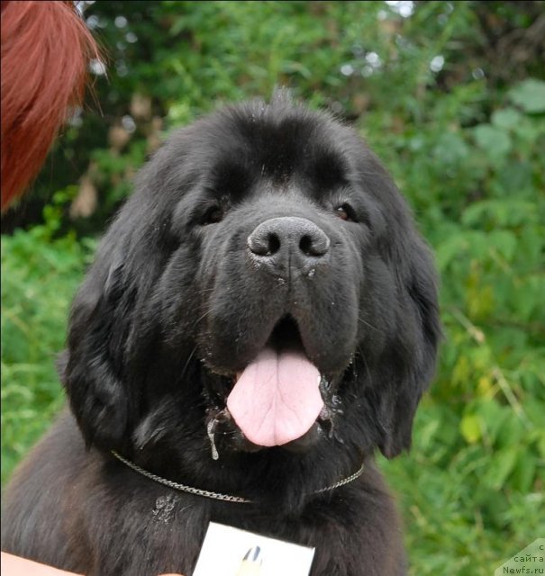 Фото: ньюфаундленд Grand Byebi Ariadna (Гранд Бэби Ариадна)