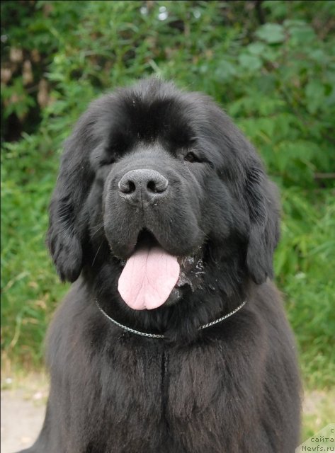 Фото: ньюфаундленд Grand Byebi Ariadna (Гранд Бэби Ариадна)