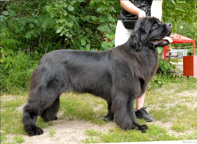 Фото: ньюфаундленд Grand Byebi Ariadna (Гранд Бэби Ариадна)