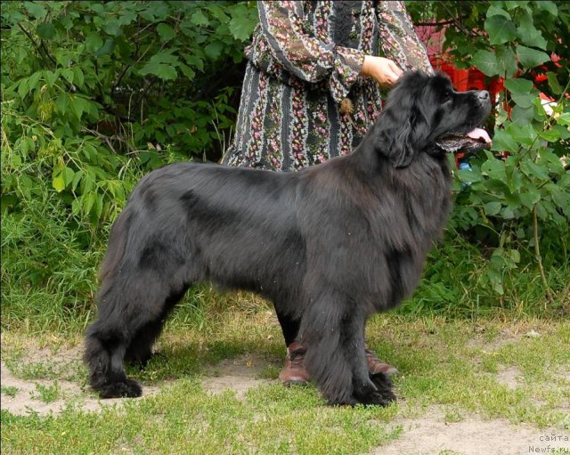 Фото: ньюфаундленд Grand Byebi Ariadna (Гранд Бэби Ариадна)