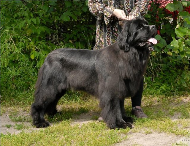 Фото: ньюфаундленд Grand Byebi Ariadna (Гранд Бэби Ариадна)