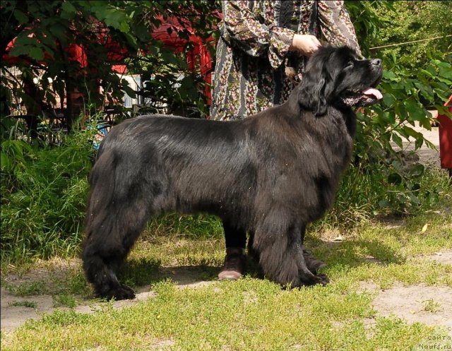 Фото: ньюфаундленд Grand Byebi Ariadna (Гранд Бэби Ариадна)