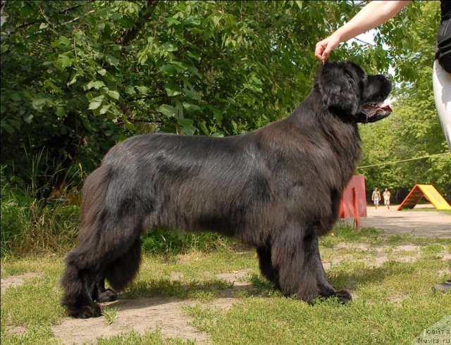 Фото: ньюфаундленд Grand Byebi Ariadna (Гранд Бэби Ариадна)